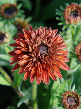 Rudbekia Flamenco® Dark Orange