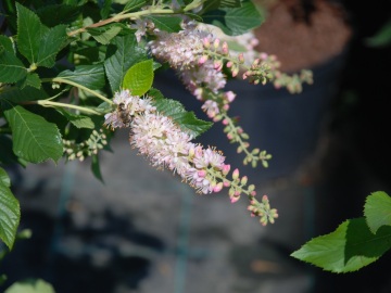 Orszelina olcholistna 'Pink Spire'