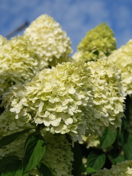 Hortensja bukietowa 'Limelight' PBR
