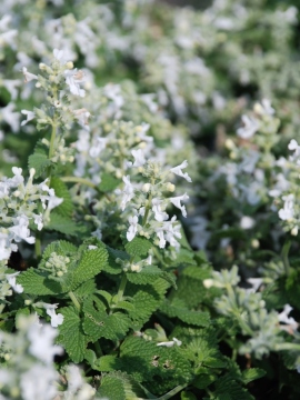 Kocimiętka Fassena 'Snowflake' 