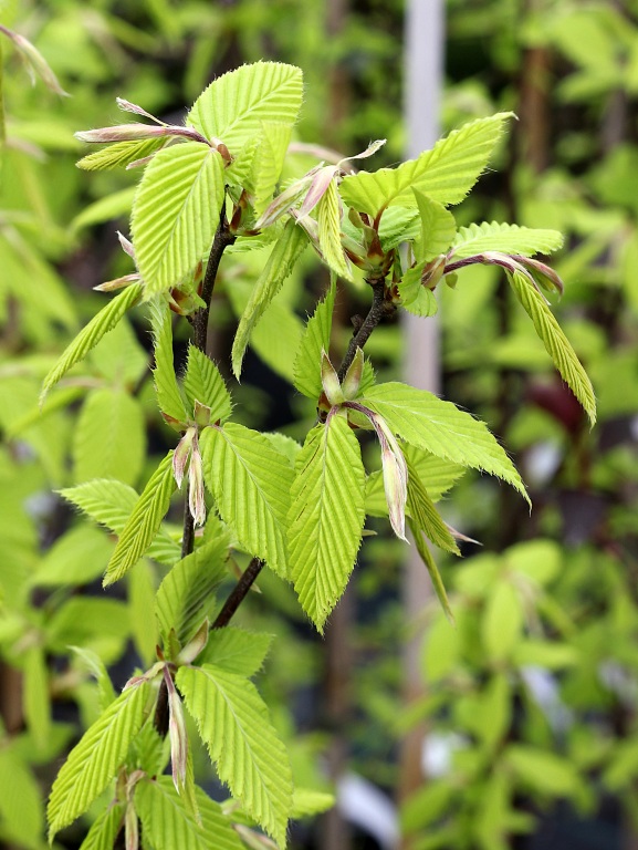 Grab pospolity 'Fastigiata'