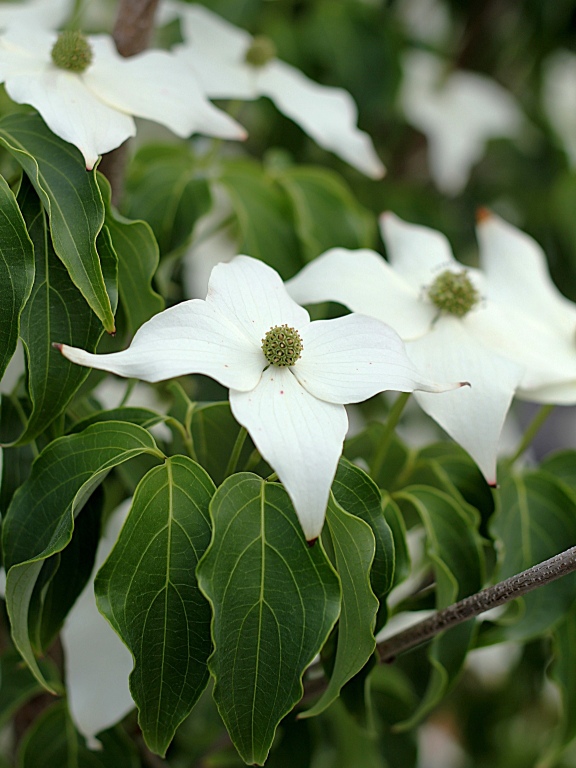 Kwiaty derenia kousa 'Milky Way'