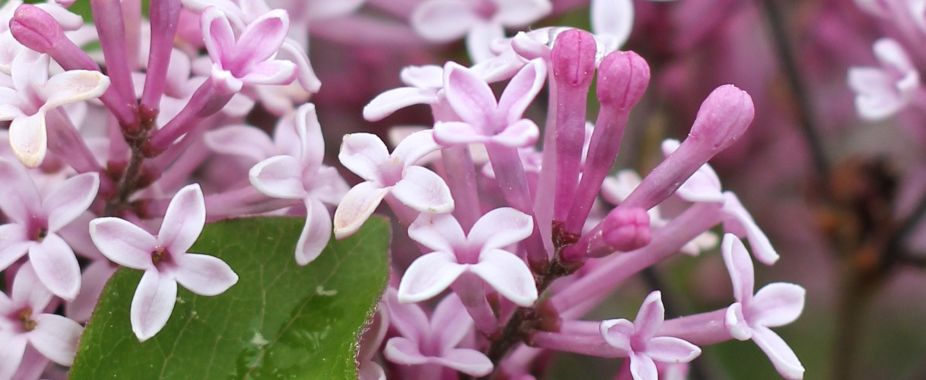 Karłowe lilaki o pachnących kwiatach 'Pink Perfume' i 'Dark Purple'