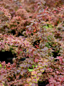 Berberys Thunberga 'Coronita'