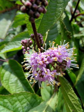 Kwiaty pięknotki Bodiniera 'Profusion'