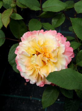 roza-wielkokwiatowa-aquarell2.jpg