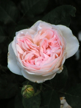 Sebastian-Kneipp1.jpg