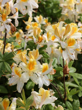Azalia wielkokwiatowa 'Toucan'