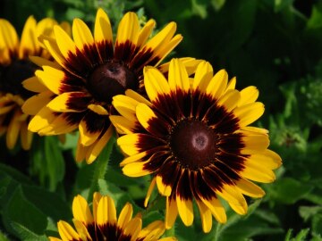  Rudbekia SmileyZ™ Giggling 