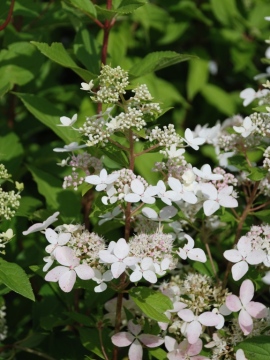  Hortensja bukietowa 'Confetti'