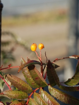 Jarząb pospolity AUTUMN SPIRE - owoce