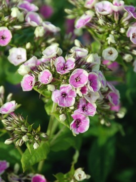 Floks wiechowaty 'Orchid Yellow'