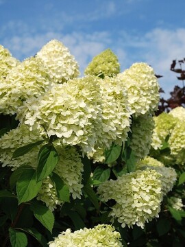 Hortensja bukietowa 'Limelight' PBR