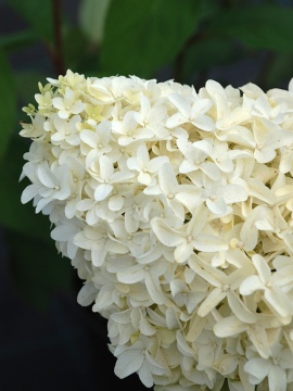 Hortensja bukietowa 'Skyfall' PBR