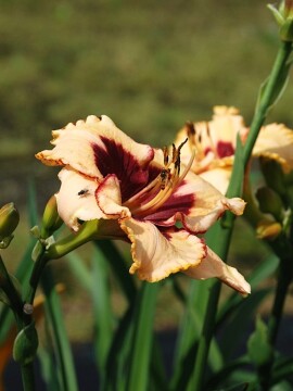 Liliowiec 'Cryptic Message'