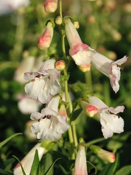 Penstemon 'White Bedder'