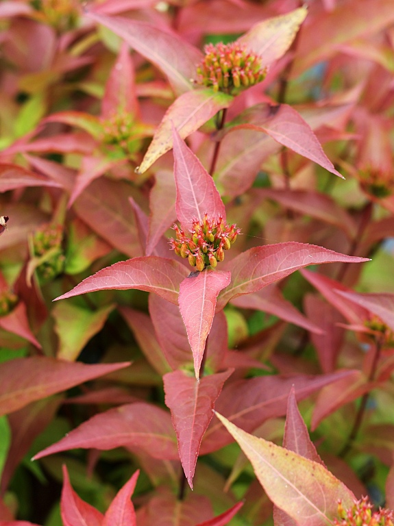 Zadrzewnia bezogonkowa 'Butterfly'