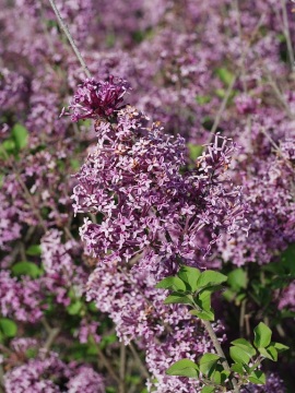 Lilak Meyera BLOOMERANG® 'Dark Purple'
