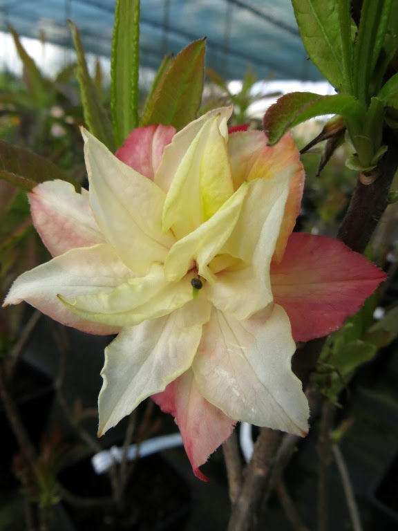 Azalia wielkokwiatowa 'Jack A. Sand'