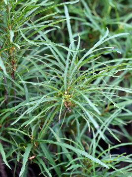 kruszyna-pospolita-asplenifolia.jpg