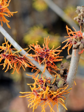 Kwiaty oczara pośredniego 'Orange Beauty'