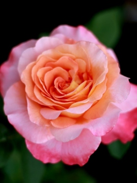 roza-wielkokwiatowa-augusta-luise1.jpg