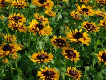  Rudbekia SmileyZ™ Giggling 