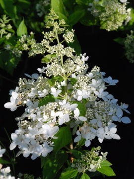  Hortensja bukietowa 'Confetti'