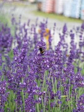 Lawenda wąskolistna 'Hidcote Blue'