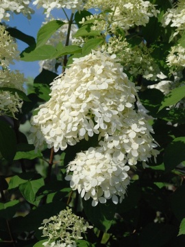 Hortensja bukietowa 'Limelight' PBR