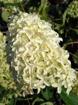Hortensja bukietowa 'Skyfall' PBR