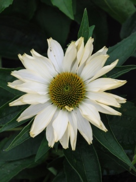 Jeżówka 'Innocent Meadow Mama' - kolejna faza kwitnienia