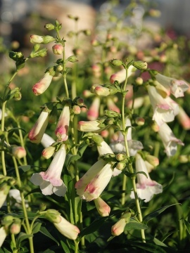 Penstemon 'White Bedder'