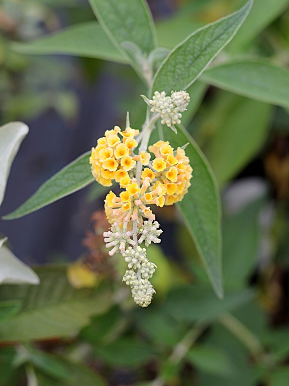 Budleja Weyera 'Sungold'