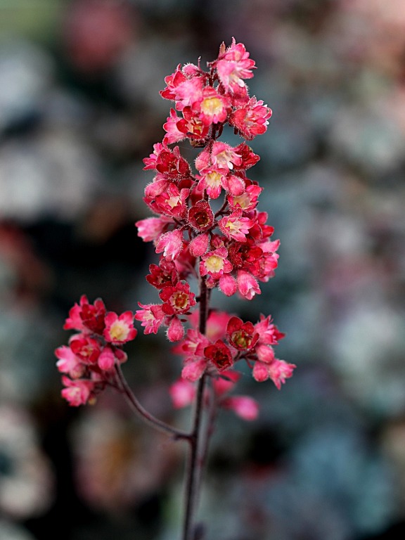 Żurawka 'Hollywood' kwiaty