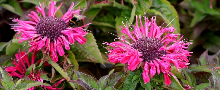 Pysznogłówki, miododajne, wieloletnie byliny