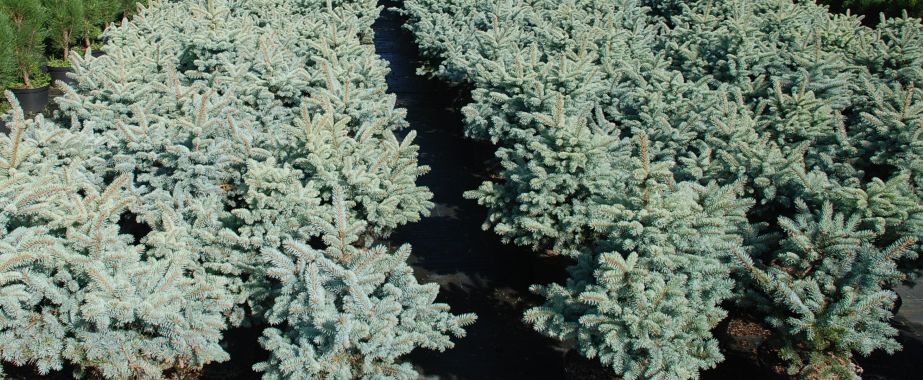 Świerk 'Glauca Globosa', karłowy, zimozielony 