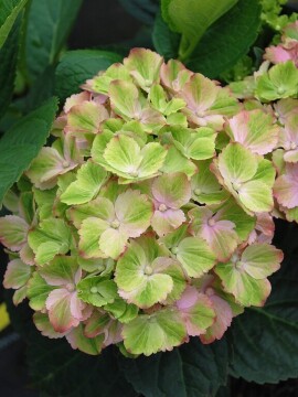 Hortensja ogrodowa 'Rembrandt® 'Bella Pesche'