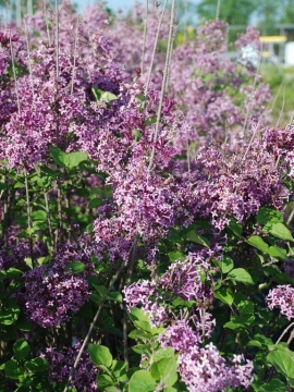 Lilak Meyera BLOOMERANG® 'Dark Purple'