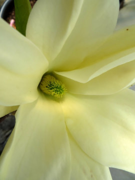 magnolia-elizabeth1.jpg