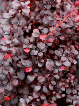 Berberys Thunberga 'Dart's Red Lady'