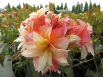 Azalia wielkokwiatowa 'Jack A. Sand'