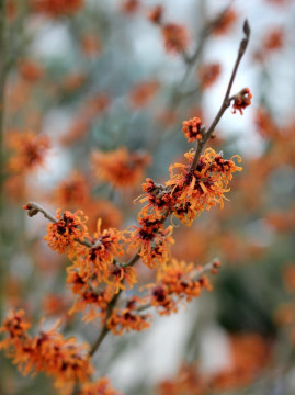 Kwiaty oczara pośredniego 'Orange Beauty'