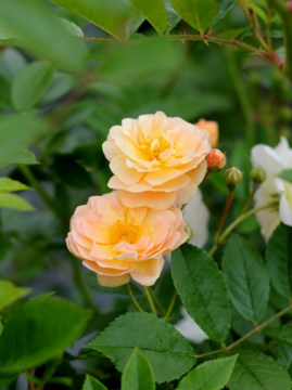 Róża pnąca 'Ghislaine de Feligonde'