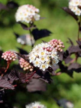 Pęcherznica kalinolistna 'Purpureus'