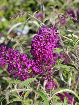 Budleja Dawida 'Nanho Purple'