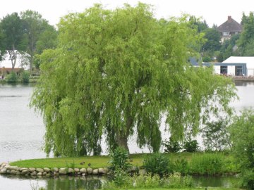 Wierzba nagrobna (płacząca) 'Chrysocoma'