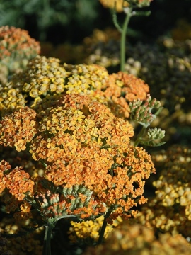 Krwawnik pospolity 'Terracotta'