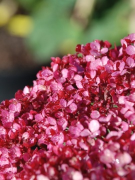 Hortensja drzewiasta BellaRagazza ® 'Mauvette'