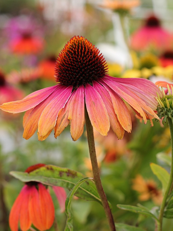 Jeżówka 'Rainbow Marcella'